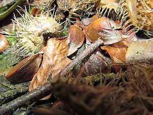 Bucheckern-Foto_Koch